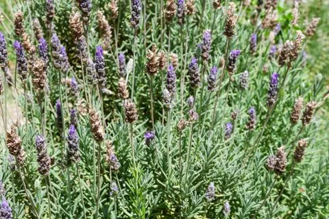 Lavender background defocused violet and green colors Stock Photos