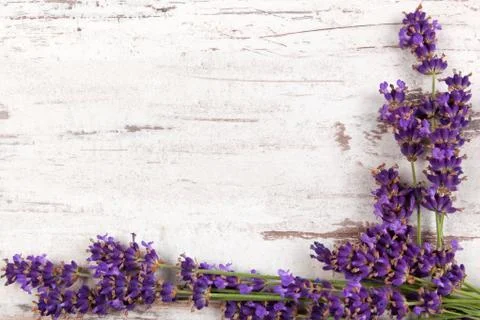Lavender background. Stock Photos