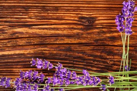 Lavender background. Stock Photos