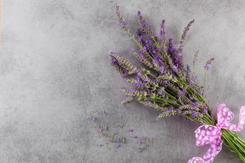 Lavender background. Stock Photos
