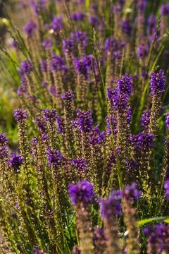 Lavender in backlight background Stock Photos