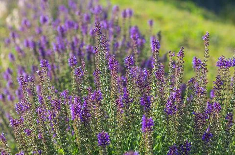Lavender in backlight background Foto stock
