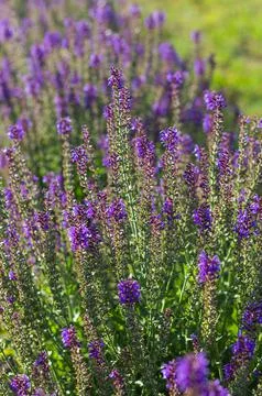 Lavender in backlight background Stock Photos
