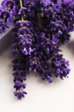Lavender bath Stock Photos