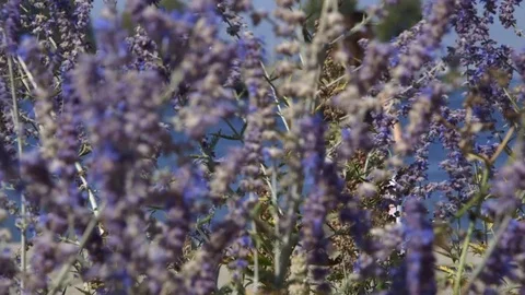 Lavender beach Stock Footage 81094428