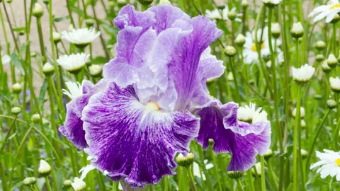 Lavender Bearded Iris Flower Opens Wet with Raindrops in a Field of Daisies Stock Footage 335403080