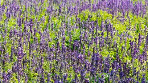 Lavender beautiful Stock Photos