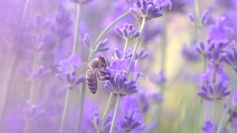Lavender. A bee collects nectar from lavender flowers. Stock Footage 120021283