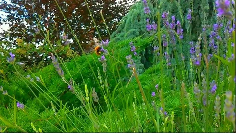 Lavender bee Stock Footage 113874813