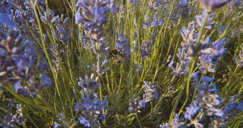 Lavender Bee Stock Footage 116035419
