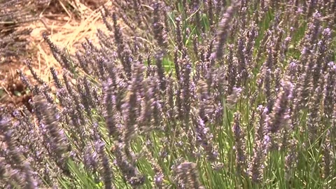 Lavender bee game Stock Footage 300866781