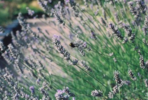 Lavender bee Stock Photos