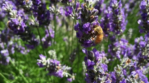 Lavender Bees Video stock 67199132