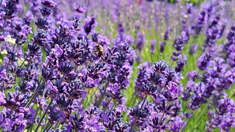 Lavender with bees Stock Footage 318742149