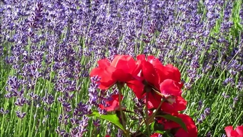 Lavender behind red roses Stock Footage