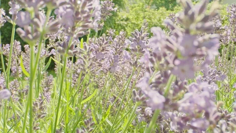 Lavender in bloom and bees, macro Video stock 111662268