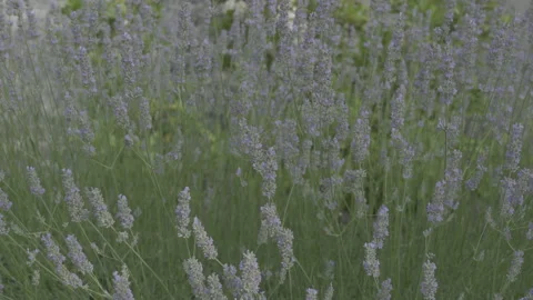 Lavender in bloom Stock Footage 158111329