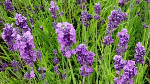 Lavender bloom Video stock 171102696