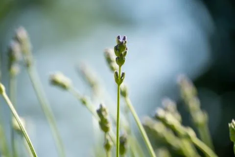 Lavender in bloom Stock Photos