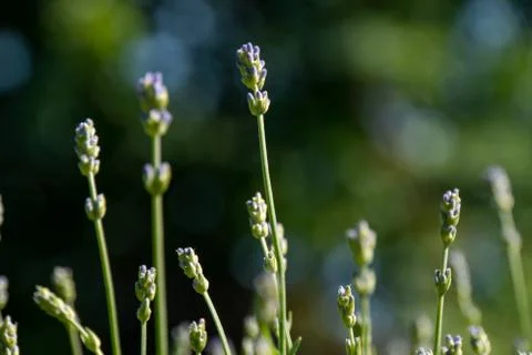 Lavender in bloom Stock Photos