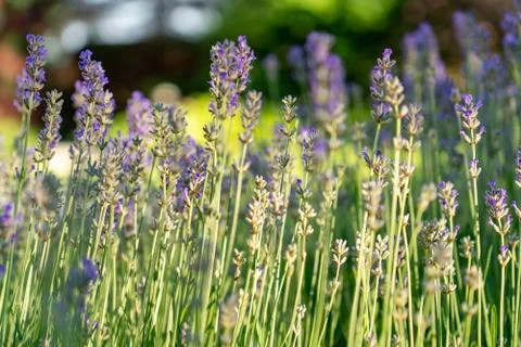Lavender in bloom Stock Photos