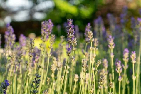 Lavender in bloom Stock Photos