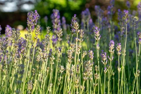 Lavender in bloom Stock Photos