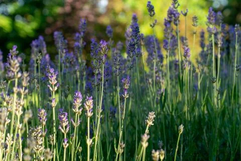 Lavender in bloom Stock Photos