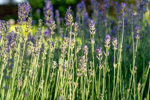 Lavender in bloom Stock Photos