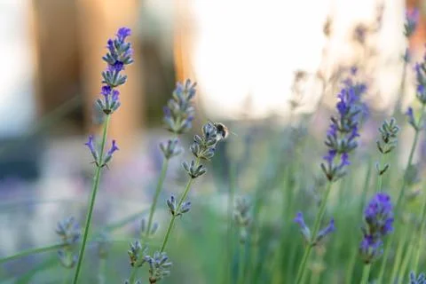 Lavender in bloom Stock Photos