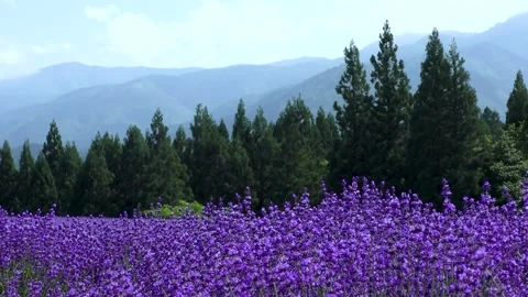 Lavender blooming on the plateau Stock Footage 145107301