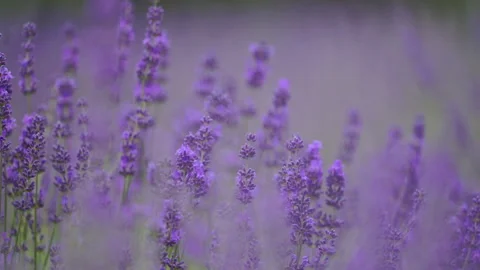 Lavender blooming in spring sunlight, calm and peaceful outdoor scene Stock Footage 334129151