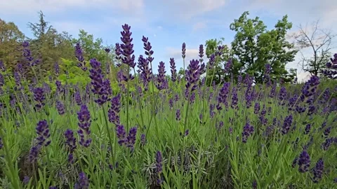 Lavender Blooming in Summer Field Stock Footage 312550608