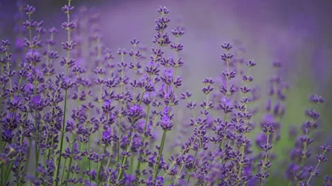Lavender blooming under sun, serene and dreamy floral landscape Stock Footage 334319438