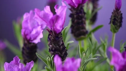 Lavender. Blooming Violet fragrant lavender flowers, rotating, close up 動画素材 280052436