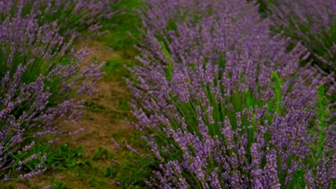 Lavender blooms on the field. Selective focus. Stock Footage 262168204
