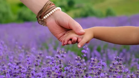 Lavender blooms on the field. selective focus. Stock Footage 271083476
