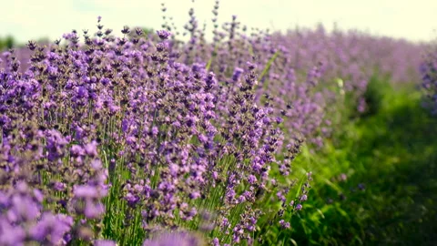 Lavender blooms on the field. selective focus. Stock Footage 271087705