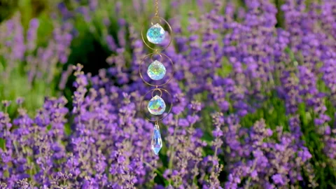 Lavender blooms on the field. selective focus. Stock Footage 271235073