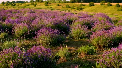 Lavender blooms on a lavender field. Selective focus. Stock Footage 167354486