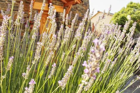 Lavender Blooms in Rustic Setting Fotos de archivo