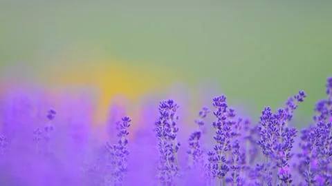 Lavender blooms sway in slow motion against a lush green nature backdrop, shot Stock Footage 294701430