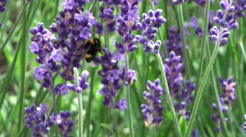 Lavender blossom blowing in the wind with a bee Stock Footage 889144