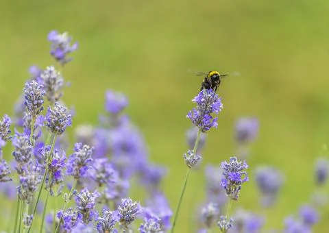 Lavender blossom in the garden Stock Photos