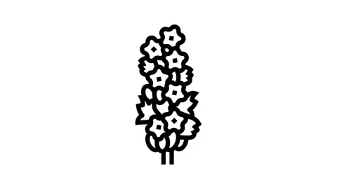 Lavender blossom spring line icon animation Stock Footage 326135409