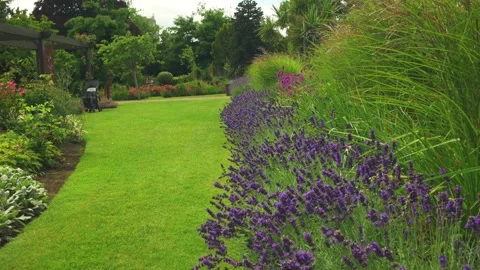 Lavender blossoming in London Stock Footage 279754291