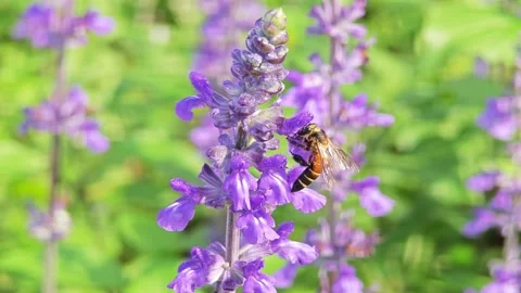 Lavender blossoms. Bunch of lavender with bee. Stock Footage 305233283
