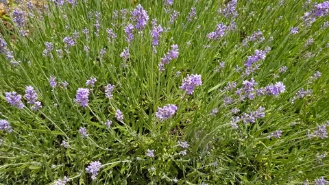 Lavender blossoms close-up. Stock Footage 123774595