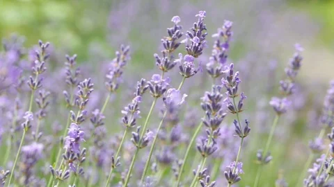 Lavender blossoms close-up. Stock Footage 123775078