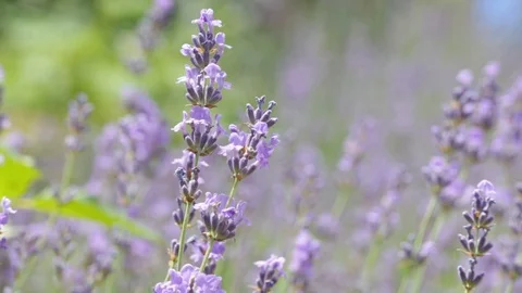 Lavender blossoms close-up. Stock Footage 123775151